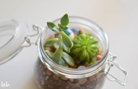 Make Your Own Herb Garden In Your Apartment